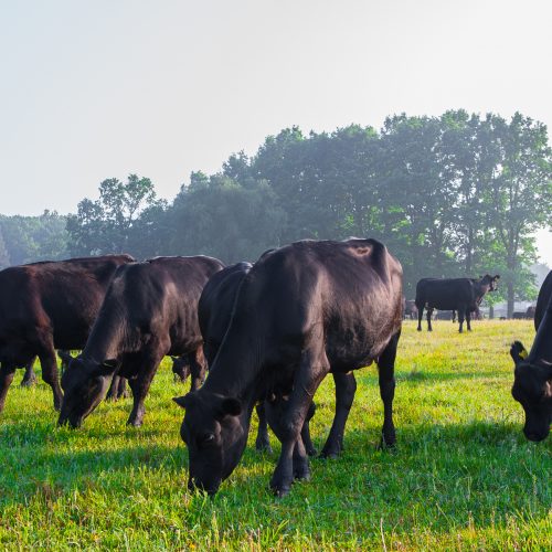 Summer morning in the pasture. A herd of black Aberdeen Angus cows graze on green grass. Sometimes also call simply Angus, is a Scottish breed of small beef cattle.