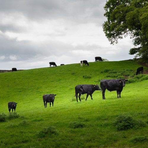 Small group of black beef cattle grazing in a field of lush grass on an overcast morning in Scotland